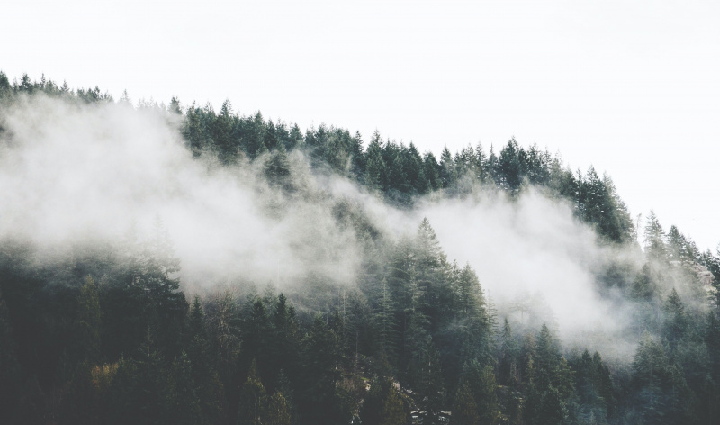   photo de brouillard et d'arbres