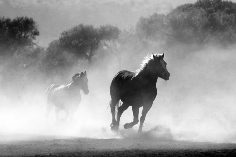   Pferde laufen