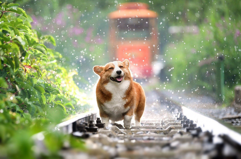   כלב נהנה מגשם