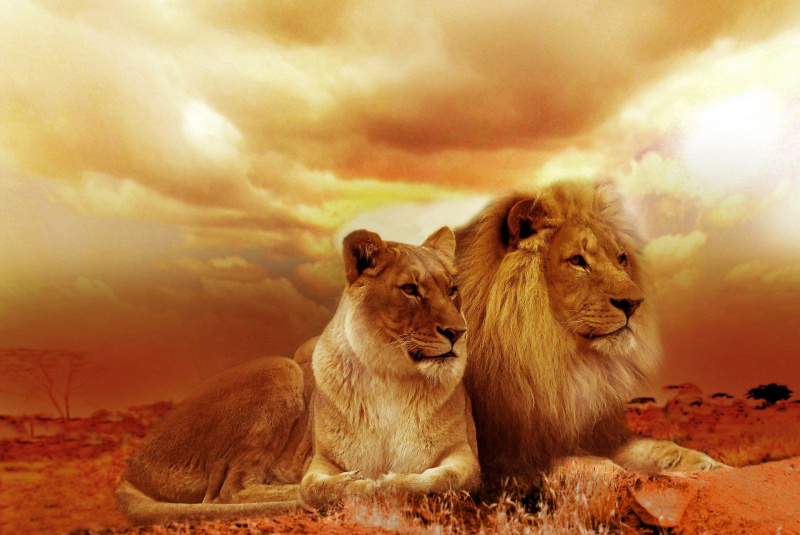   ライオンのカップル