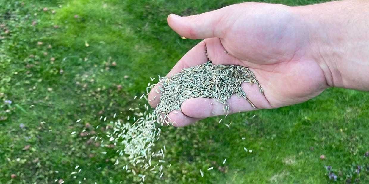 The Best Grass Seed 2022
