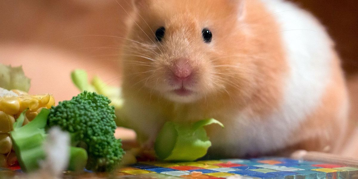 As 12 melhores lojas de animais online para alimentos e suprimentos para animais de estimação