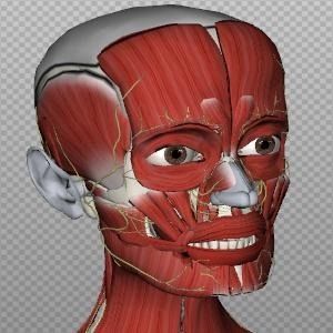 BioDigital Human - Удивительная 3D-карта и справочная информация о человеческом теле