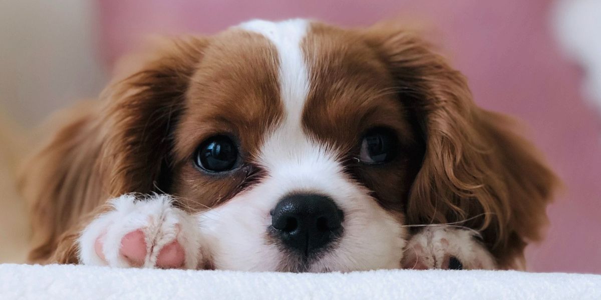 Onde encontrar cachorros para venda: 10 locais éticos para a adoção de cachorros